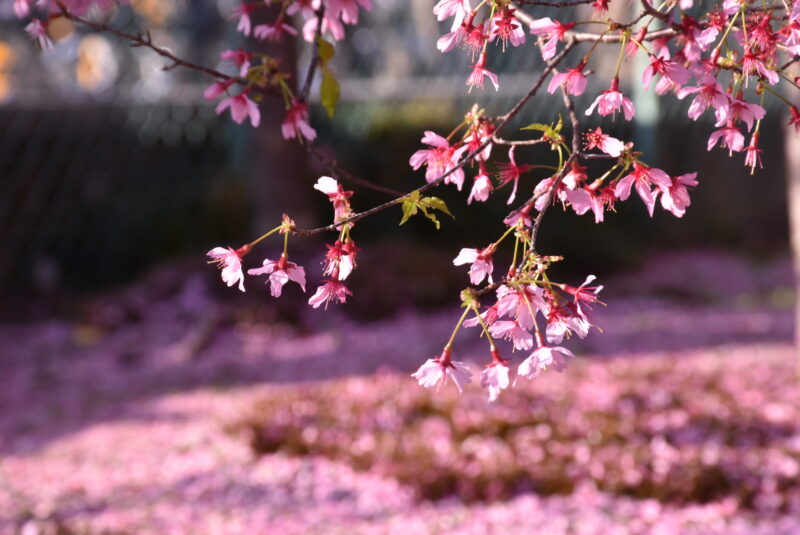 長徳寺　オカメザクラ　桜