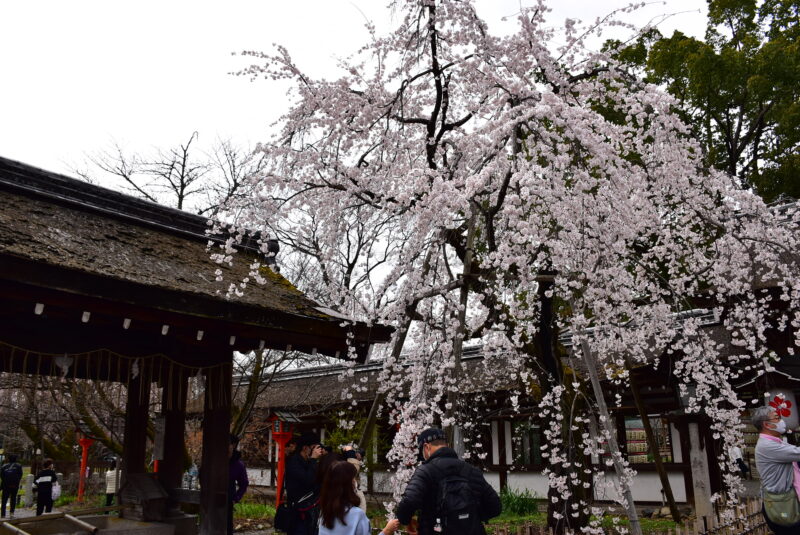 平野神社　魁　桜