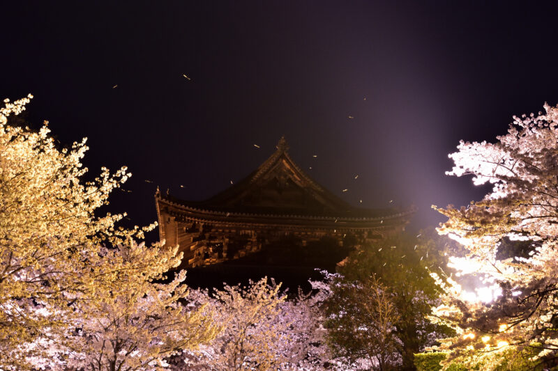 東寺ライトアップにて講堂と桜吹雪
