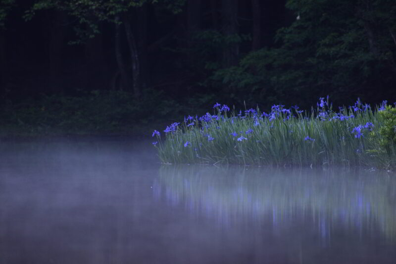 朝靄とカキツバタ　平池