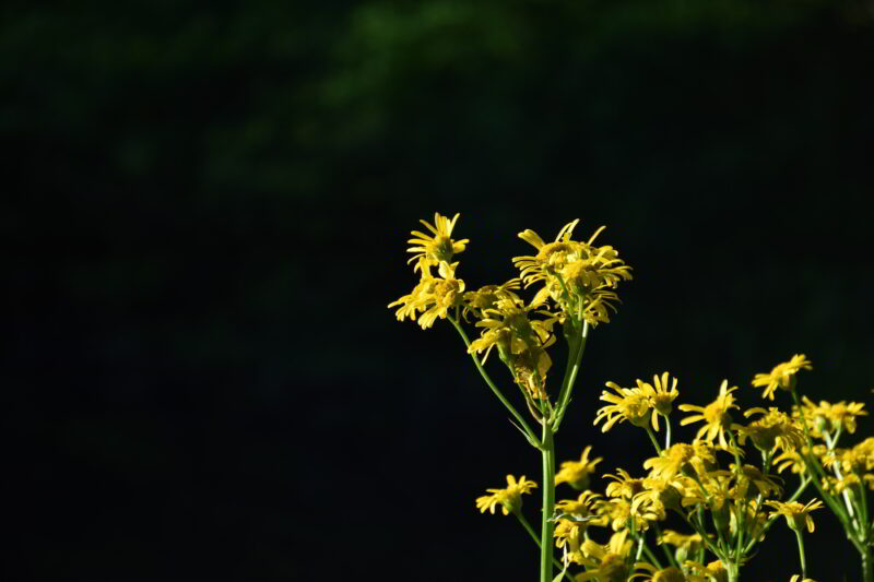 平池の黄色い花、サワオグルマ　