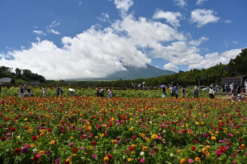 花の都公園　富士山