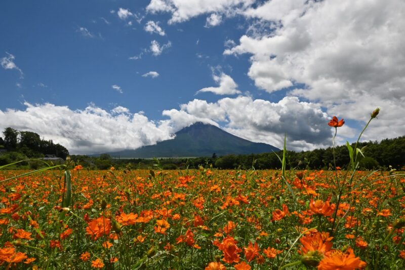 花の都公園　富士山　コスモス