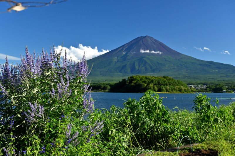 大石公園　富士山　西洋ニンジンボク