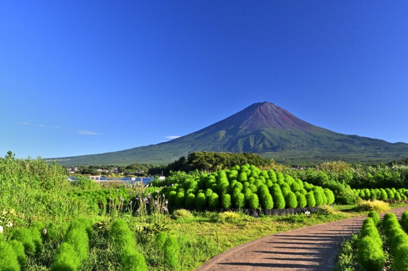 大石公園　富士山　コキア