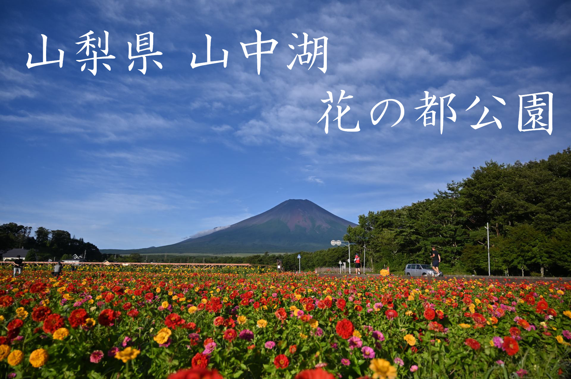 山梨県山中湖村　花の都公園　富士山と百日草