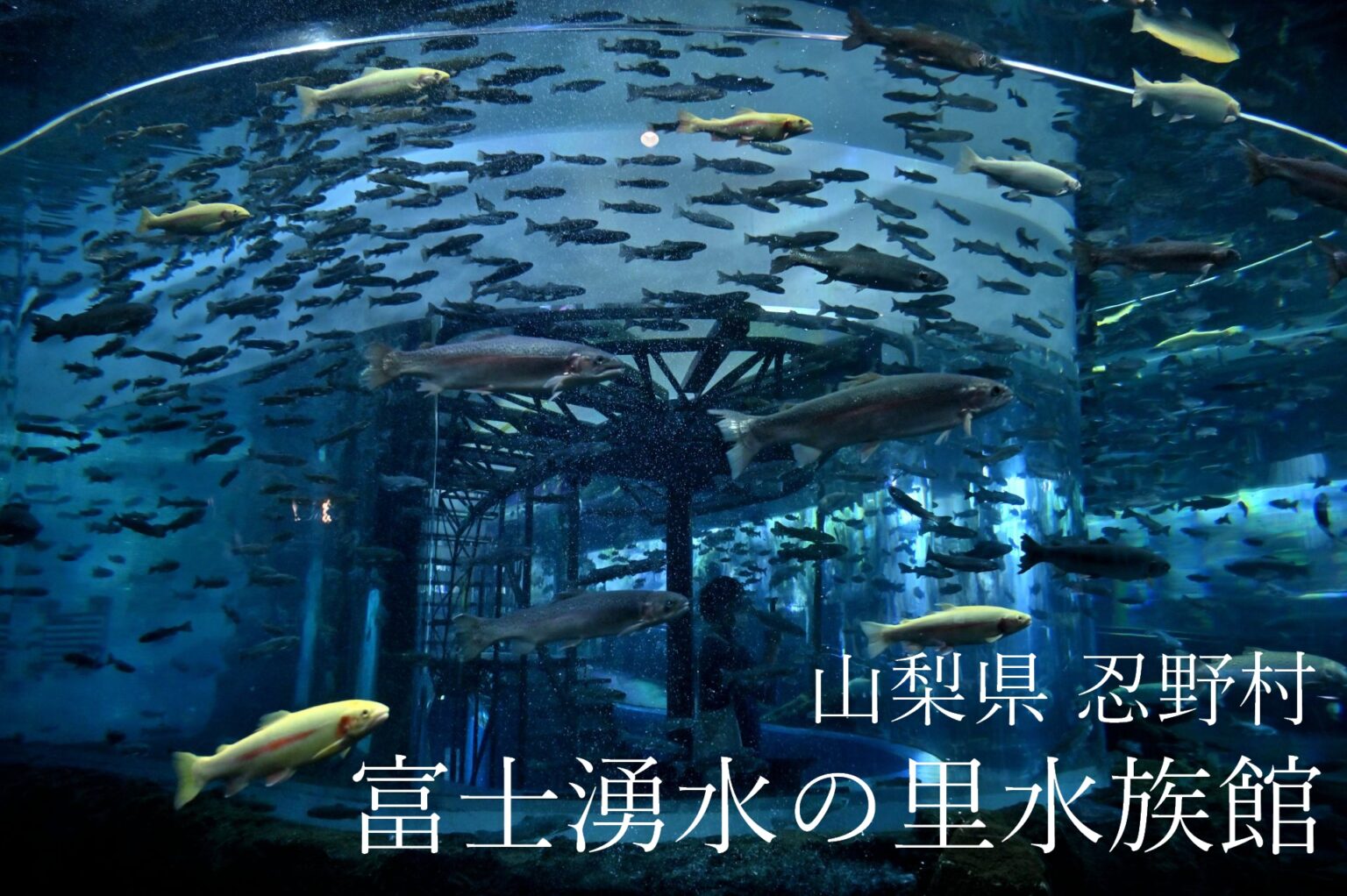 山梨県忍野村 さかな公園 富士湧水の里水族館（2021/8/11） なるねこの日常
