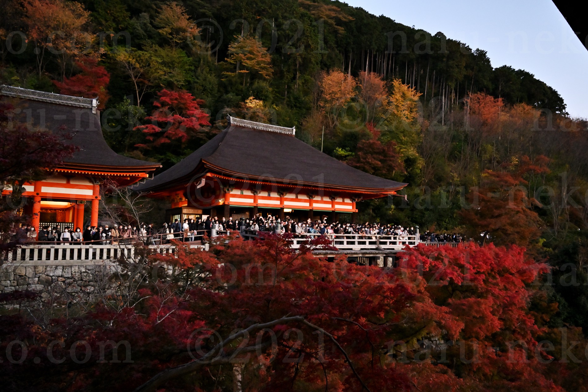 清水寺　ライトアップ　秋の特別拝観　奥の院　紅葉