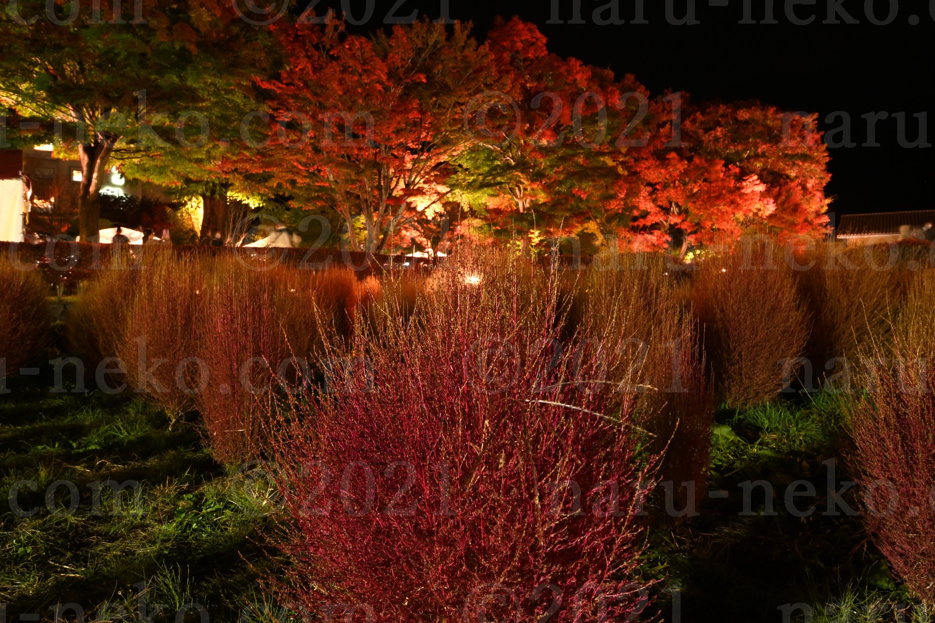 コキア　富士河口湖紅葉まつりライトアップ