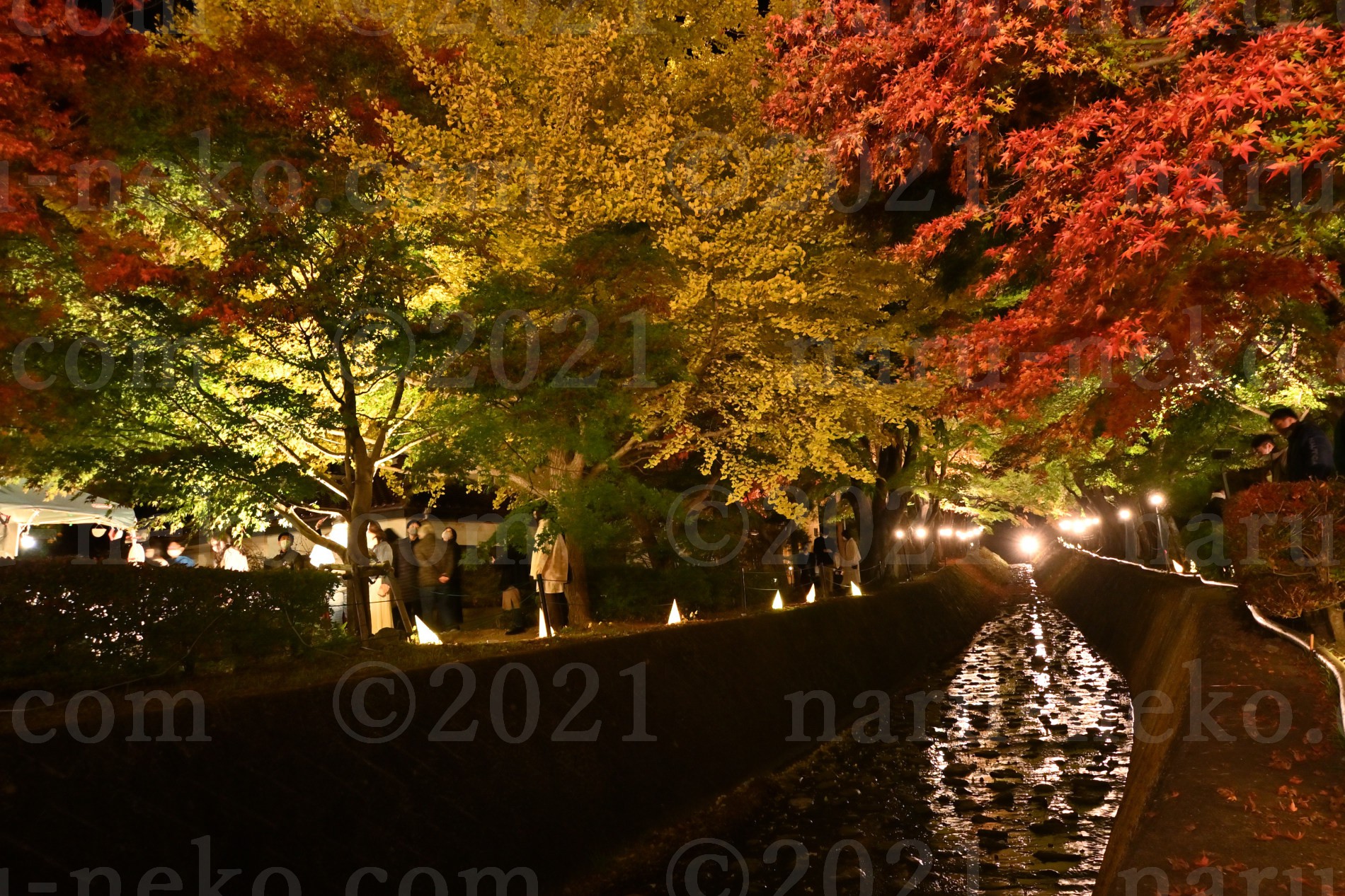 富士河口湖紅葉まつりライトアップ