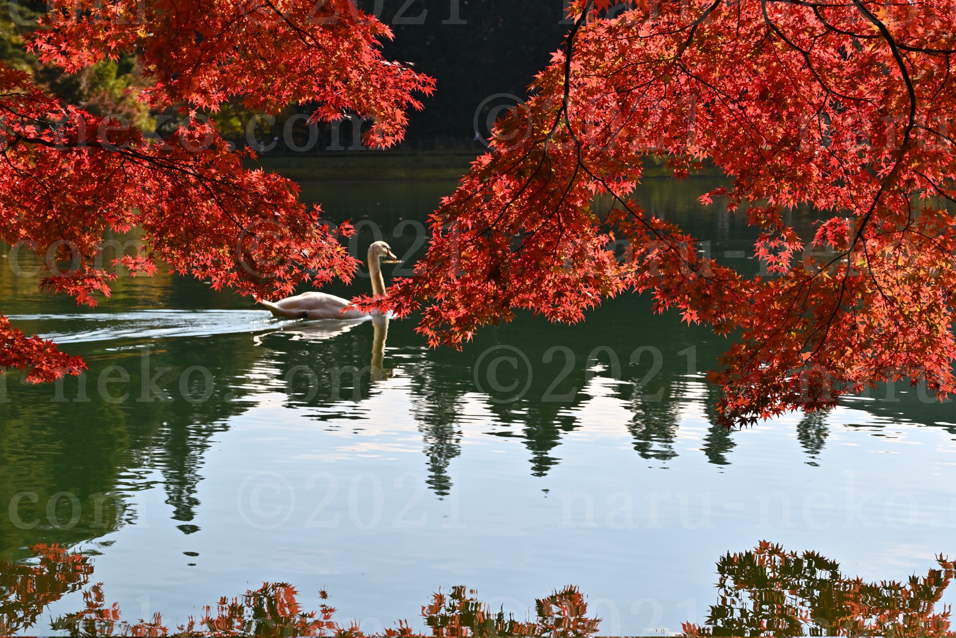 南伊奈ヶ湖　紅葉と白鳥