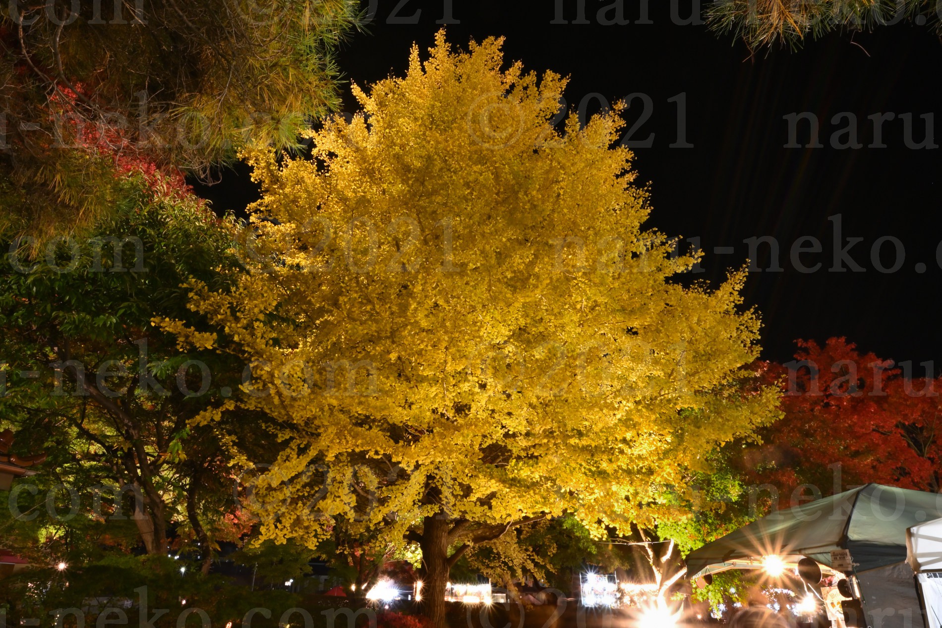 大銀杏　富士河口湖紅葉まつりライトアップ