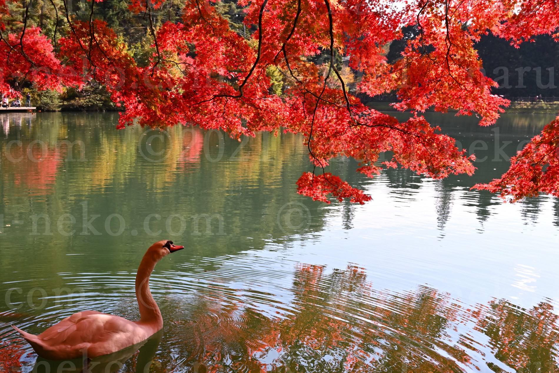南伊奈ヶ湖　紅葉と白鳥