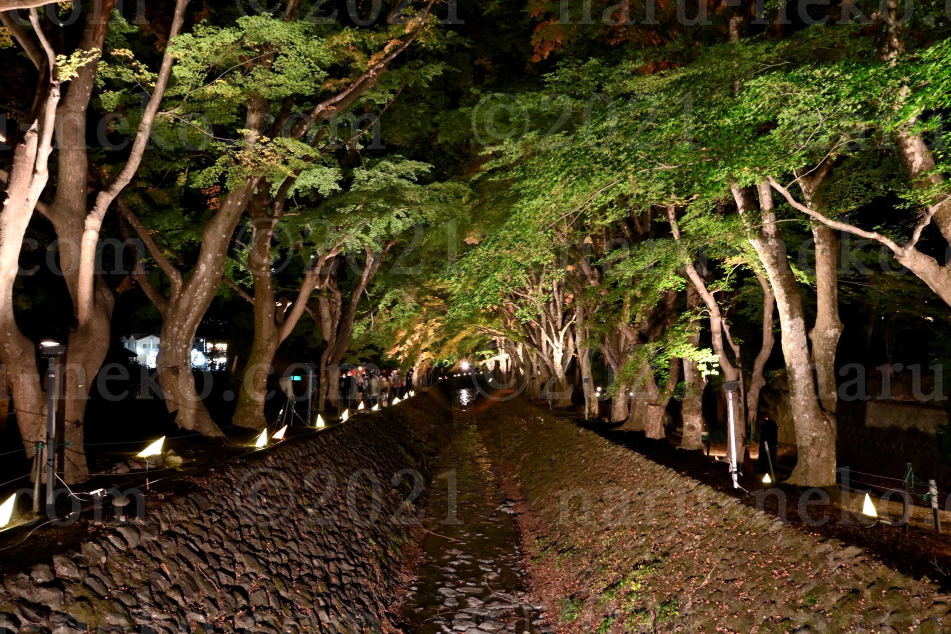 富士河口湖紅葉まつりライトアップ