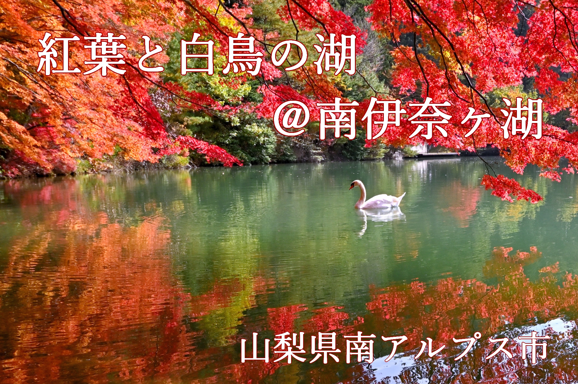 南伊奈ヶ湖　紅葉　白鳥