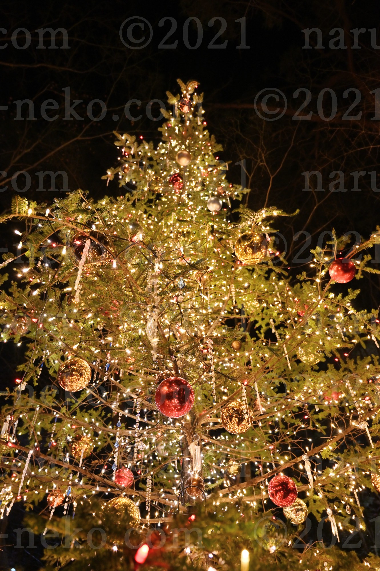 星降る森のクリスマス2021　5