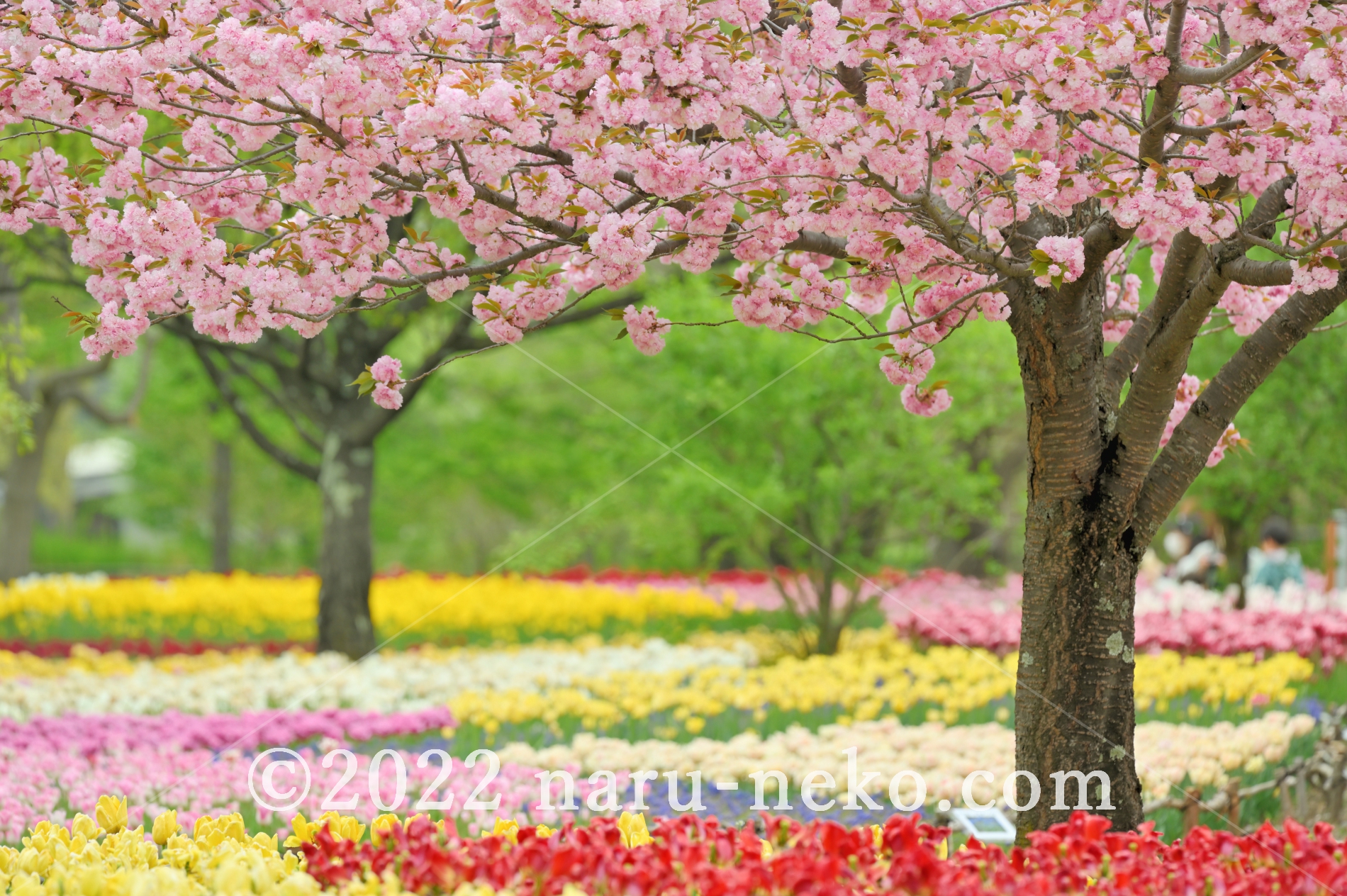 あづみの公園　チューリップ２　八重桜